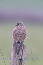Kestrel (Falco tinnunculus), on a pasture fence post, Bieslicher Insel, Lower Rhine, North