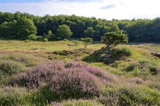 Ripple-crowned dune area in the Schleswig-Holstein municipality of Jörl. The nature reserve Düne am