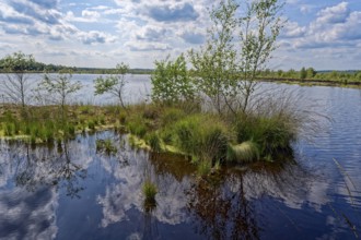 Water surface and marsh grass in Himmelmoor. Himmelmoor, the largest raised bog in