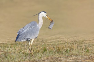 Grey heron (Ardea cinerea), standing with a captured field mouse (Microtus arvalis) in a mown