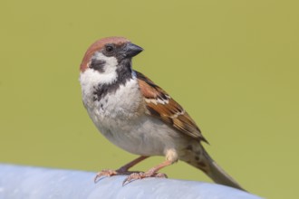 Tree sparrow (Passer montanus), sitting on a galvanised pipe, wildlife, animals, birds, sparrow,
