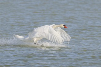 Mute swan (Cygnus olor) in flight, lands in the water, wildlife, animals, swan, Lake Neusiedl