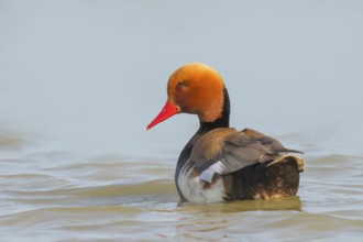 Red-crested pochard (Netta rufina), male, swimming in water, wildlife, animals, duck, Ziggsee, Lake