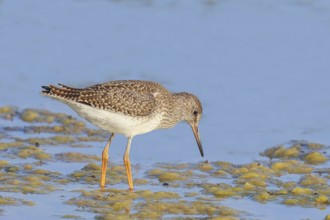 Wood Sandpiper (Tringa glareola) looking for food, standing in shallow water, wildlife, animals,