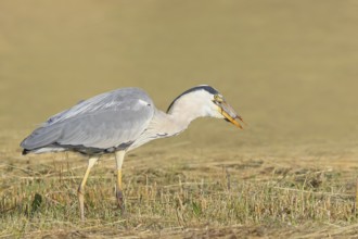 Grey heron (Ardea cinerea), devouring a field mouse (Microtus arvalis) caught in a mown meadow,