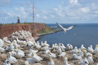 Many gannets (Morus bassanus) (synonym: Sula bassana) on cliffs of red sandstone, clear blue sky,