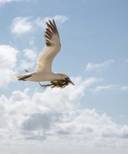 A northern gannet (Morus bassanus) (synonym: Sula bassana) flies to the nest with outstretched