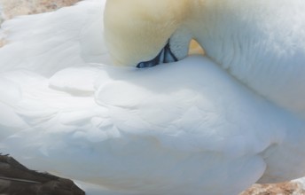 A gannet (Morus bassanus) (synonym: Sula bassana) relaxes and preens its plumage, beak sunk into