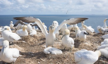 A gannet (Morus bassanus) (synonym: Sula bassana) spreads its wings, spread wings, gannet colony