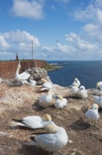 Group of gannets (Morus bassanus) (synonym: Sula bassana) on sandstone cliffs, clear blue sky,