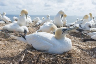 Gannet (Morus bassanus) (synonym: Sula bassana) sitting on nest and brooding with closed eyes,