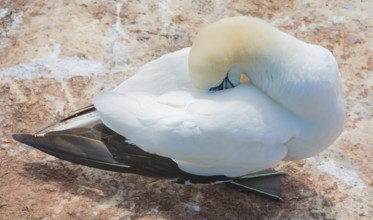 A gannet (Morus bassanus) (synonym: Sula bassana) relaxes and preens its plumage, beak sunk into