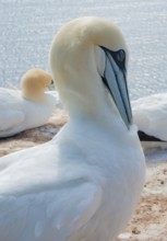 A gannet (Morus bassanus) (synonym: Sula bassana) relaxes and preens its plumage, closed eye, large