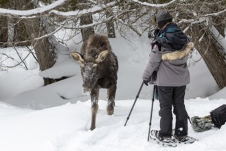 Photographer Veronique Amiard photographs a young moose approaching her, Gaspesie national park,