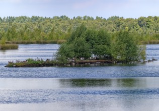 Waterfowl on an island in the lake of the Fockbeker Moor. The Fockbeker Moor is a nature reserve in
