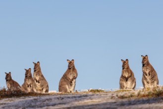 A group of red-necked wallabies (Macropus rufogriseus) sit side by side on top of a small hill in a
