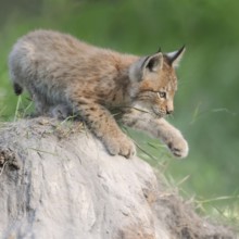 Playful... Eurasian lynx (Lynx lynx), young lynx training, practising his strength and dexterity on