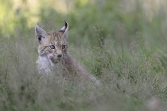 Licking tongue... Eurasian lynx (Lynx lynx), young lynx sitting in high grass, licking with tongue,