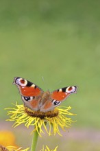 Peacock butterfly (Aglais io), on a yellow flower of a Great Telekie (Telekia speciosa), Wilnsdorf,
