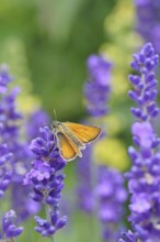 Large skipper (Ochlodes venatus), collecting nectar from a flower of Common lavender (Lavandula