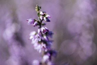 Heather (Calluna vulgaris), Emsland, Lower Saxony, Germany