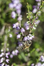 Honey bee (Apis mellifera) on heather (Calluna vulgaris), Emsland, Lower Saxony, Germany