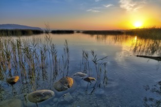 Atmospheric sunrise on Lake Murten, reed belt and stones in the water, Canton of Fribourg,