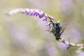 Blowfly (Melinda gentilis) on heather (Calluna vulgaris), Emsland, Lower Saxony, Germany