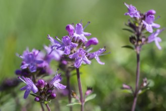 Sand thyme (Thymus serpyllum), Emsland, Lower Saxony, Germany