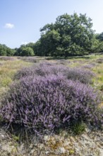 Flowering heather (Calluna vulgaris) in the Hutewald, Emsland, Lower Saxony, Germany
