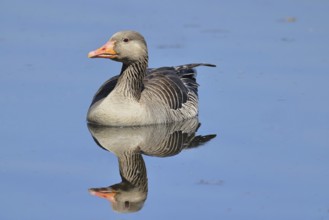 Greylag goose (Anser anser) swimming on the water, Chiemsee, Bavaria, Germany