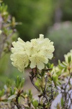 Rhododendron flowers (Rhododendron Homer), yellow flowers in a garden, Wilnsdorf, North