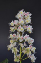 Horse chestnut (Aesculus hippocastanum), flower, inflorescence against a black background,