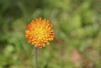 Orange hawkweed, orange-red hawkweed (Hieracium aurantiacum), flower on a rough meadow, Wilnsdorf,