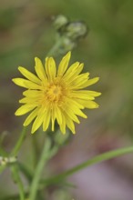 Meadow peony (Crepis biennis), yellow flower by the wayside, Wilnsdorf, North Rhine-Westphalia,