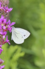 A Cabbage butterfly (Pieris brassicae) sucking nectar on the flower of the purple loosestrife