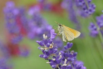 Large skipper (Ochlodes venatus), collecting nectar from a flower of Common lavender (Lavandula