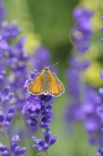 Large skipper (Ochlodes venatus), collecting nectar from a flower of Common lavender (Lavandula