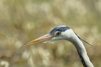 Grey heron (Ardea cinerea), attentive gaze, animal portrait, Wilnsdorf, North Rhine-Westphalia,