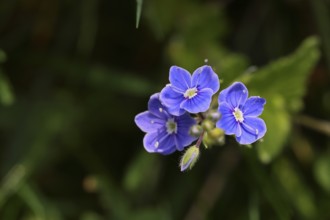 Gamander speedwell (Veronica chamaedrys), flowers in a deciduous forest, blue blossom, spring,