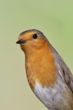 Robin (Erithacus rubecula) looking attentively, animal portrait, Wilnsdorf, North Rhine-Westphalia,