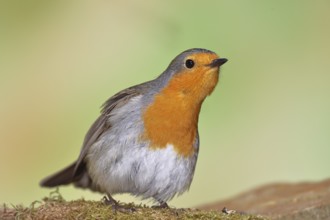 Robin (Erithacus rubecula) on mossy forest floor, looking attentively, animal portrait, Wilnsdorf,