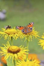 Peacock butterfly (Aglais io), together with a Bombus magnus (Bombus terrestris), on a yellow