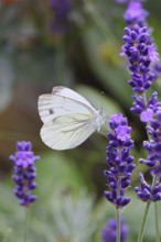 A Cabbage butterfly (Pieris brassicae) sucking nectar on the flower of true lavender (Lavandula