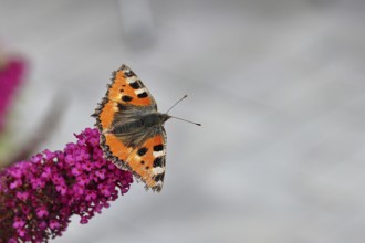 Small tortoiseshell (Aglais urticae), on butterfly bush (Buddleja davidii), Wilnsdorf, North