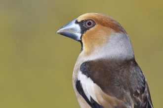 Hawfinch (Coccothraustes coccothrautes), on a branch in the forest, animal portrait, Wilnsdorf,