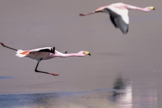 James flamingo (Phoenicoparrus jamesi), starts on a frozen lake, Laguna Cañapa, lagoon route, San