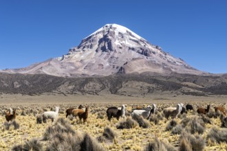Alpacas (Vicugna pacos) in front of the snow-covered Sajama volcano, puna vegetation, in Sajama