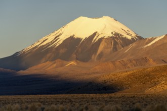 Snow-covered Parinacota volcano at dawn, Sajama National Park, Puna vegetation, Curahuara de