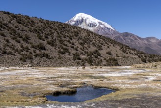 Vicuñas (Vicugna vicugna) behind a thermal spring, with hot water, in Sajama National Park,